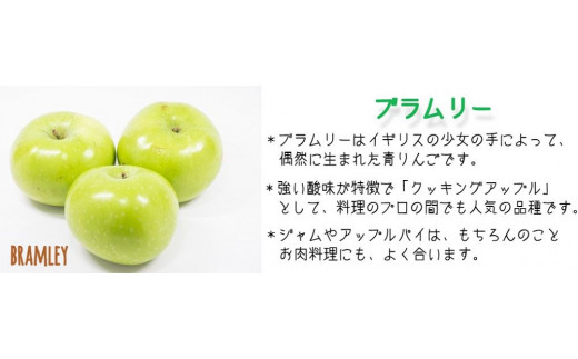 りんご ブラムリー 家庭用 5kg 山岸ファーム 沖縄県への配送不可 2023年8月中旬頃から2023年8月下旬頃まで順次発送予定 令和5年度収穫分 信州 果物 フルーツ リンゴ 林檎 長野 10500円 予約 農家直送 長野県 飯綱町 [1151]