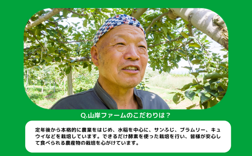 りんご ブラムリー 家庭用 5kg 山岸ファーム 沖縄県への配送不可 2023年8月中旬頃から2023年8月下旬頃まで順次発送予定 令和5年度収穫分 信州 果物 フルーツ リンゴ 林檎 長野 10500円 予約 農家直送 長野県 飯綱町 [1151]