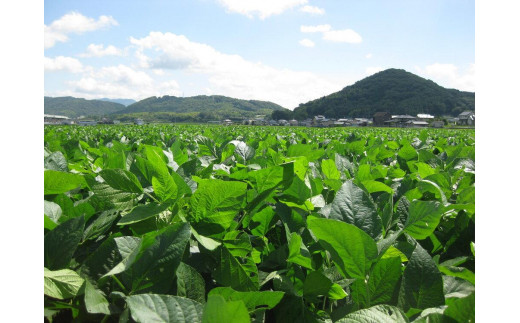 丸大豆醤油 鐵次郎 720ml 4本セット 山近醤油醸造場 調味料 しょうゆ 国産 | しょう油 こいくち 濃口 手作り 調味料 常温 常温保存 保存 ご当地 天然醸造 特産品 岡山県 岡山市 岡山 セット