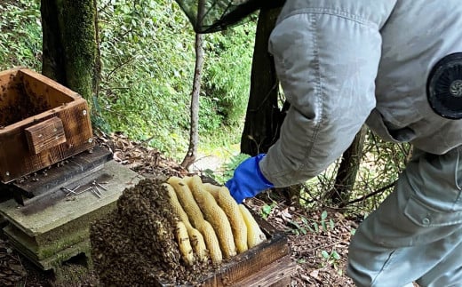 日本蜜蜂ハチミツ450g  | はちみつ 吉野町 幻の蜂蜜 蜜 ハニー 健康 甘い