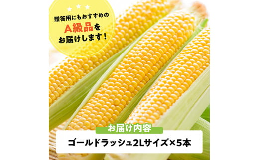 【令和8年発送】宮崎県産とうもろこし　スイートコーン「ゴールドラッシュ」2L×5本【新鮮 農家直送 トウモロコシ 産地直送 季節限定 期間限定 宮崎県産 九州産】