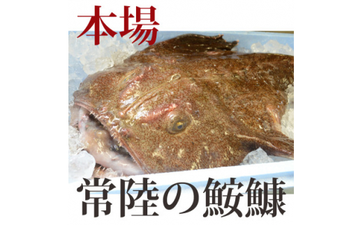 常陸名物　あんこう鍋セット(3～4人前)【1470352】