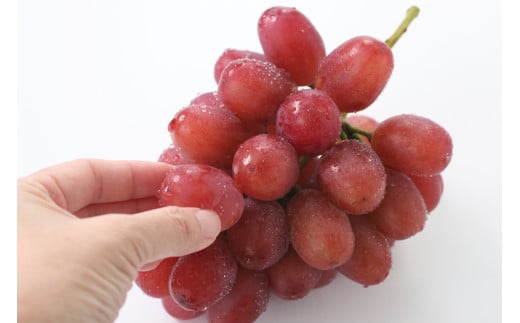 【産地厳選!】長野県産・クイーンルージュ（約2kg）秀品 2026年10月中旬より発送 信州 南信州 高森町 産地直送 果物 くだもの ぶどう 旬のぶどう 山下屋荘介