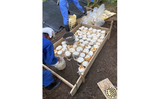 加茂市七谷産 薬師舞茸 1kg《10月中旬以降発送》薬師まいたけ舞茸 きのこ 加茂市の特産 秋の味覚 加茂市  LIKE7