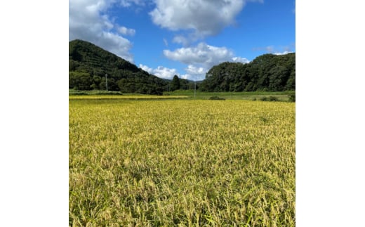 ＜毎月定期便＞特別栽培米「糸原家のお米」高野町産コシヒカリ5キロ(玄米)全3回【4060337】