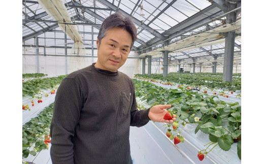 いちご 紅白いちご３種食べ比べセット 農園直送 （赤いちご２品種＋白いちご） くぼなか農園 数量限定 愛媛 人気 伊予市｜B20