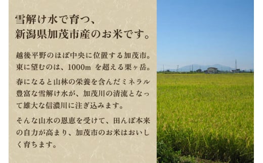 【令和6年産新米先行予約】【定期便3回毎月お届け】特別栽培米 コシヒカリ 玄米15kg（5kg×3）従来品種コシヒカリ 加茂有機米生産組合 新潟県 加茂市産 定期便