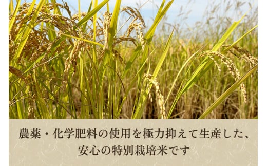 【令和6年産新米先行予約】【定期便3回毎月お届け】特別栽培米 コシヒカリ 玄米15kg（5kg×3）従来品種コシヒカリ 加茂有機米生産組合 新潟県 加茂市産 定期便