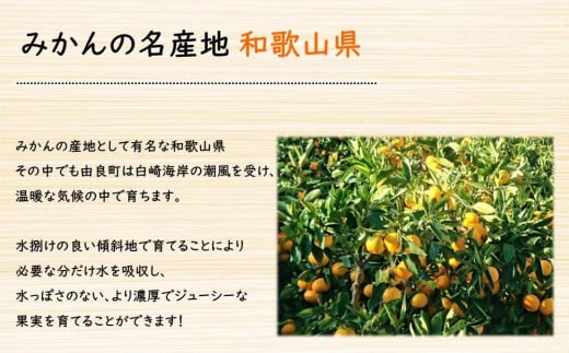 ★薄皮で濃い甘さ！完熟由良みかん【秀】3kg×1箱（混サイズ）和歌山県由良産