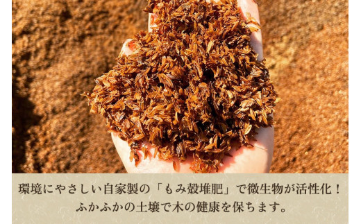 【2024年先行予約】新潟特産 幻の洋梨ル・レクチェ＆新興梨 詰合せセット 約3Kg （ル・レクチェ：5玉　新興梨：3玉） 《11月下旬以降発送》しんこう 果物 フルーツギフト 秋の味覚 加茂市 梨工房みつば会