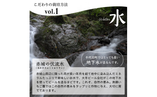 《先行予約》5月より順次発送※ いちご「 やよいひめ 」約350g×2パック 群馬県 千代田町 ＜斉藤いちご園＞