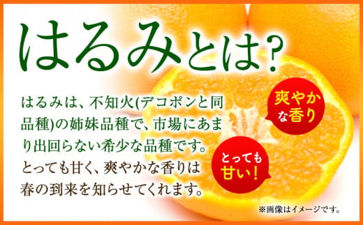 【厳選・濃厚】紀州有田産のはるみ約4kg(サイズおまかせ)《2025年1月下旬-3月上旬頃出荷予定》和歌山県 日高町 みかん はるみ 厳選 柑橘 フルーツ 送料無料