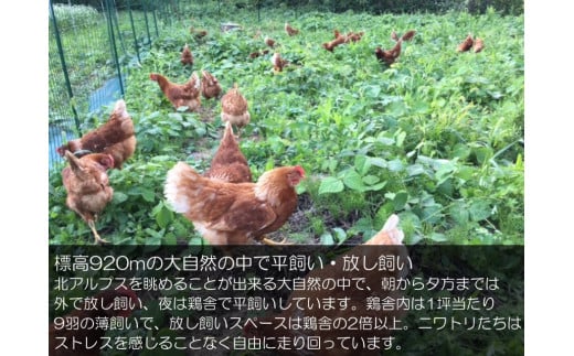 382＊信州MIYAFARM　「天空の卵」有機野菜を食べて育った放し飼い自然卵　6ヶ月定期便