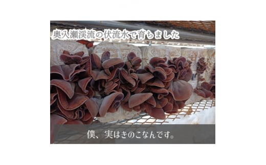 僕、実はキノコなんです。青森の本きくらげ～300g×2パック(合計600g)入～【1323548】