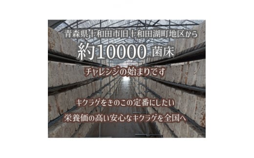 僕、実はキノコなんです。青森の本きくらげ～300g×2パック(合計600g)入～【1323548】