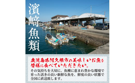 鹿児島県阿久根産！天然きびなごのお刺身と鮮魚セット(1kg・40尾×2パック) 国産 九州産 鹿児島産 鮮魚 魚介 セット【濱崎魚類】a-12-5-z