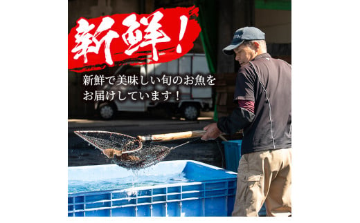 鹿児島県阿久根産！天然きびなごのお刺身と鮮魚セット(1kg・40尾×2パック) 国産 九州産 鹿児島産 鮮魚 魚介 セット【濱崎魚類】a-12-5-z