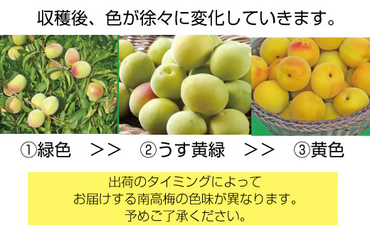 【梅干・梅酒用】（2LまたはL－10Kg）熟南高梅＜2025年6月上旬～7月上旬ごろに順次発送予定＞【art011A】