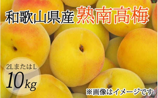 【梅干・梅酒用】（2LまたはL－10Kg）熟南高梅＜2025年6月上旬～7月上旬ごろに順次発送予定＞【art011A】