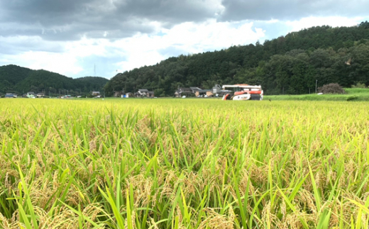 山県市産 コシヒカリ 10kg（5kg×2袋）（白米） [No.800] ／ お米 ブランド米 優良水田 岐阜県 特産品