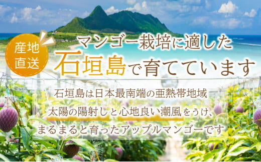 【2025年6月中旬から順次発送】【訳あり】選べる数量　サイズ不揃い　3～5玉(1.5kg)　訳あり品　マンゴー KP-27