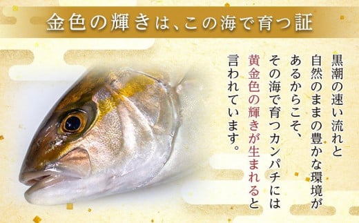 【ねじめ黄金カンパチ】ロイン 片身分 ( 約400g × 2本 ) 配送日指定可能