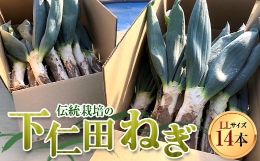 伝統栽培の下仁田ねぎ。寒い冬に最高のすき焼きを♪（LL 14本） とろける 甘い ねぎ ネギ 王様ねぎ 殿様ねぎ 特産 栄養たっぷり ブランド 上州ねぎ すきやき F21K-334