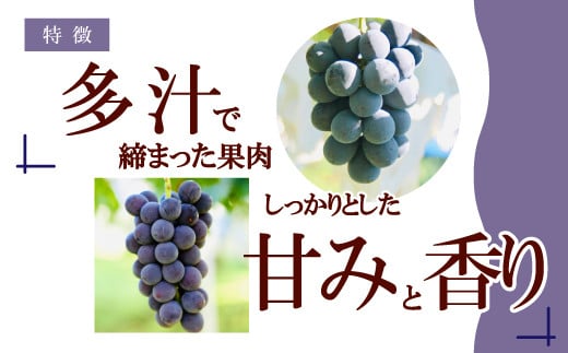 [No.5657-2785]種無し巨峰1.7kg以上(約4～5房)【信州の環境にやさしい農産物認証済】《牧農園》■2024年発送■※9月上旬頃～10月下旬頃まで順次発送予定