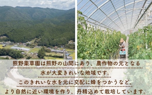 【先行受付 2024年12月以降配送】 熊野薬草園の大玉トマト（1.2㎏×2箱） トマト 大玉トマト 熊野 予約受付