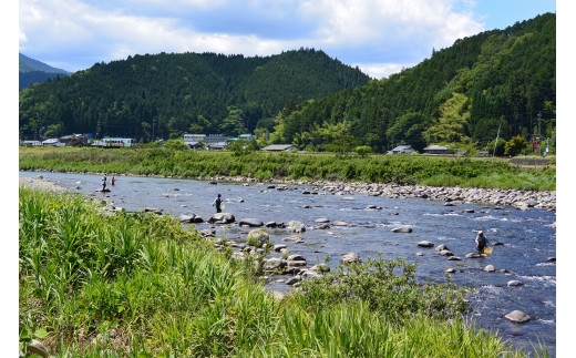 【D-17】郡上鮎（冷凍 大サイズ 12尾）