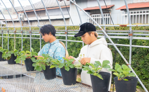 産地直送 鮮度抜群 ブロッコリー サラダ 冷蔵 約3.0kg 徳島県 阿波市 野菜