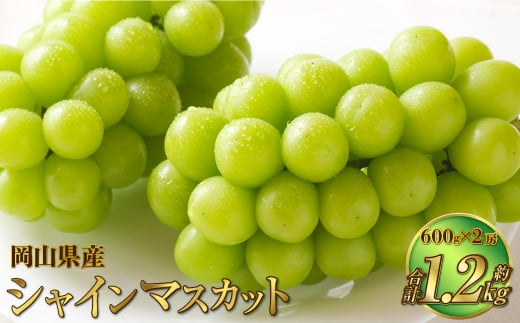 岡山県産 シャインマスカット 晴王 約1.2kg（600g×2房） 【2024年8月下旬～11月下旬迄発送予定】