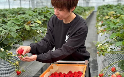 【2025年2月～順次発送】有田いちご 1kg お徳用いちご ちょっと小粒（2L～Mサイズ）250g×4パック 朝摘み完熟いちごを即日発送！【みゆきファーム】いちごさん F10-44