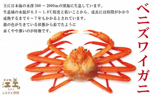 ＼12月15日決済分まで年内配送可／『北海道北前蟹』かに爪 500g　北海道日本海産紅ずわいがに　カニかご漁師直販！厳格な鮮度管理で甘くてジューシーな本場の味をお届け　むき身なのではずれなし！　新鮮ボイルかに爪　かにしゃぶ　しゃぶしゃぶ　かに鍋　国産　北海道産べにずわいがに　ギフト　贈答用