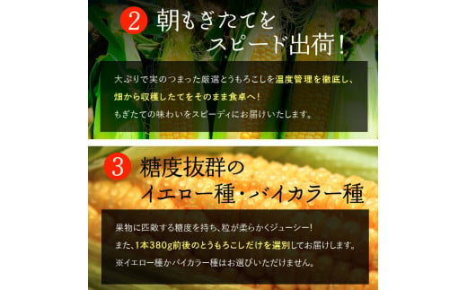 27-008 【予約受付中】2023年8月中旬以降配送予定 北海道産スイートコーン (イエローもしくはバイカラー) とうもろこし（40本）