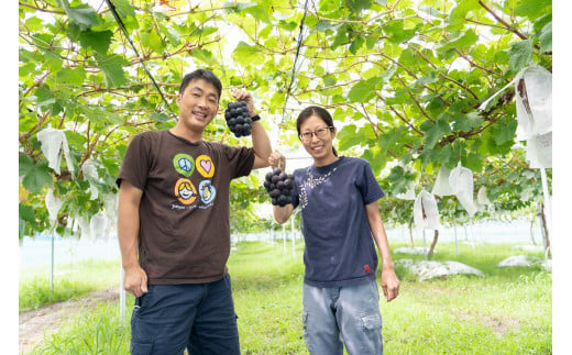 【2025年発送分先行予約】シャインマスカットと食べ比べセット（約2kg）　9月上旬発送　広島　農家直送・新鮮朝採り　【配送不可：離島】【※お届け日指定不可】