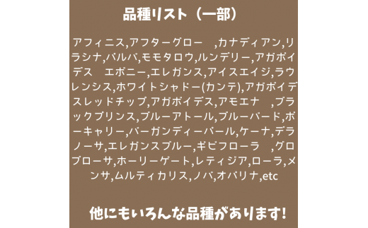 ７３１．【厳選株】【農場直送】多肉植物エケベリア ぷっくり充実株!! おまかせ7品種セット
※着日指定不可
※北海道・沖縄・離島への配送不可