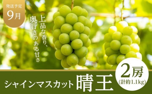 フルーツ 定期便 2025年 先行予約 晴れの国 岡山県産 旬のフルーツ定期便 7回コース 桃 もも 葡萄 ぶどう 梨 なし 苺 いちご 岡山県産 国産 セット ギフト