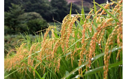 【令和６年産】大源流米コシヒカリ５ｋｇ