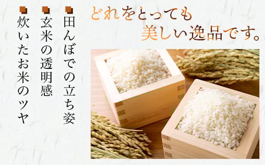 【R7年産 新米 】先行予約 多良木町 産『くまさんの輝き』 精米 計 10kg (5kg×2袋) 10月中旬～順次発送 熊本県 精米 たらぎ お米 米 艶 粘り 甘み うま味 熊本の 米 10キロ 044-0586