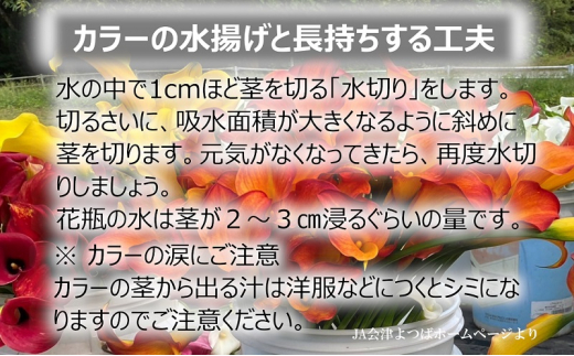 花 カラー ( 生花 ) 30～40cm おまかせミックス 20本前後 生産者：鶫巣靖 猪苗代産 プレゼント 贈り物 ギフト[№5771-1356]