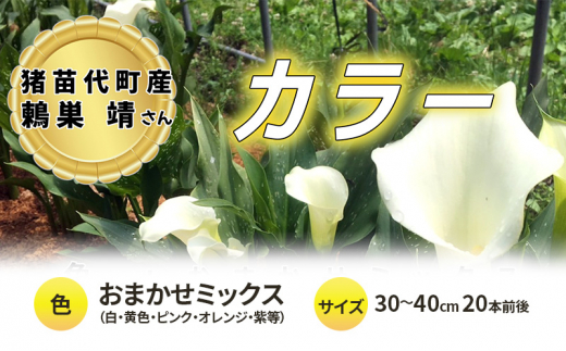 花 カラー ( 生花 ) 30～40cm おまかせミックス 20本前後 生産者：鶫巣靖 猪苗代産 プレゼント 贈り物 ギフト[№5771-1356]