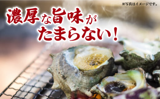 新上五島町産 新鮮 活サザエ 2kg / 貝 魚介 刺身 壺焼き BBQ