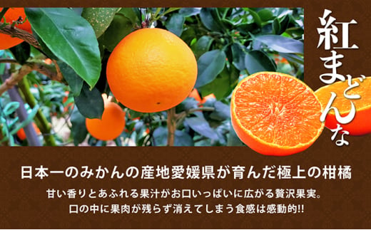 愛媛県産 紅まどんな 「青秀」JA正規品 約3kg10玉～15玉入り 数量限定400箱  12月～順次発送【柑橘 甘い 高級 極上 JA直送 正規みかん 愛果28号】 [№5310-0022]