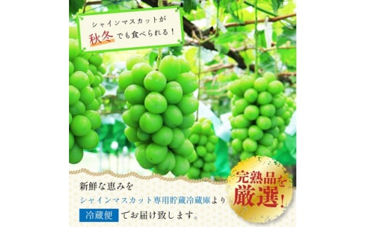 長野県中野市産　冬でも食べれる　シャインマスカット2房(1.3kg以上)_ ぶどう 葡萄 ブドウ シャインマスカット フルーツ 果物 ふるーつ くだもの 国産 旬 産直 長野 人気 品種 送料無料 産地直送 甘い 贈答 ギフト 冷蔵 【1331174】