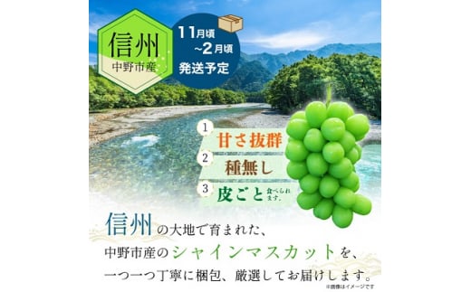 長野県中野市産　冬でも食べれる　シャインマスカット2房(1.3kg以上)_ ぶどう 葡萄 ブドウ シャインマスカット フルーツ 果物 ふるーつ くだもの 国産 旬 産直 長野 人気 品種 送料無料 産地直送 甘い 贈答 ギフト 冷蔵 【1331174】