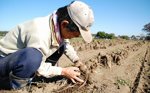 聖籠産米・砂里芋セット【JA北新潟ブランド里芋】2024年11月中旬頃～発送予定