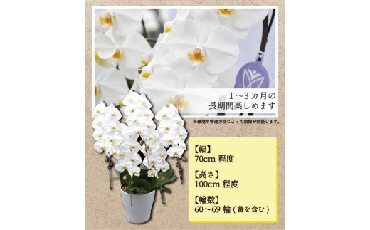 【鴻巣花き市場品評会で最高賞受賞】白大輪コチョウラン5本立て　２０２４年度受付