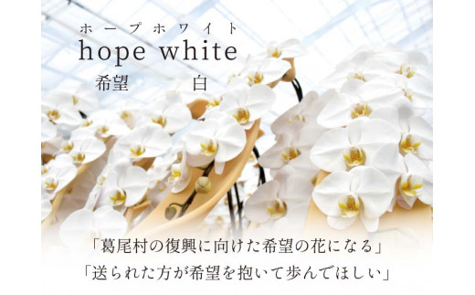 【鴻巣花き市場品評会で最高賞受賞】白大輪コチョウラン5本立て　２０２４年度受付