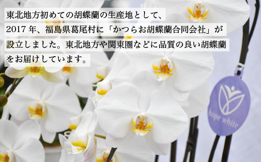 【鴻巣花き市場品評会で最高賞受賞】白大輪コチョウラン5本立て　２０２４年度受付